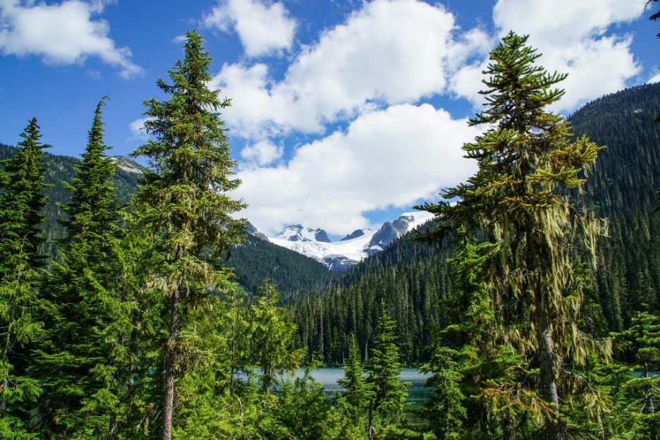 British Columbia mountain forest landscape